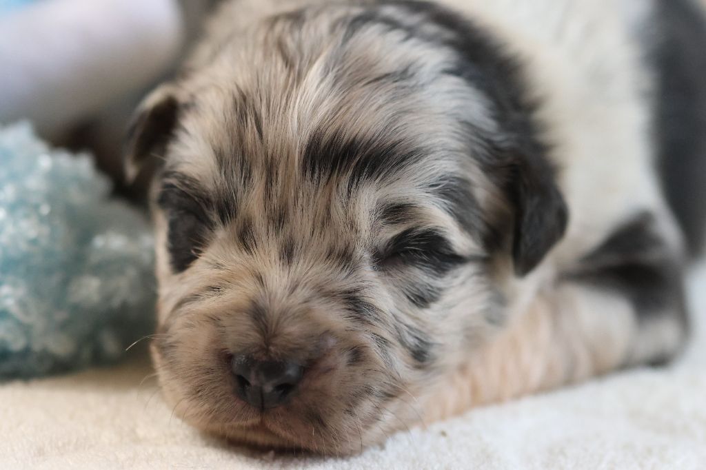 des Gardiens d'Hadès - Chiots disponibles - Berger Australien