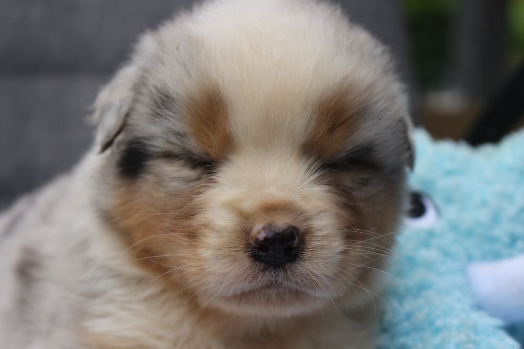 des Gardiens d'Hadès - Chiots disponibles - Berger Australien