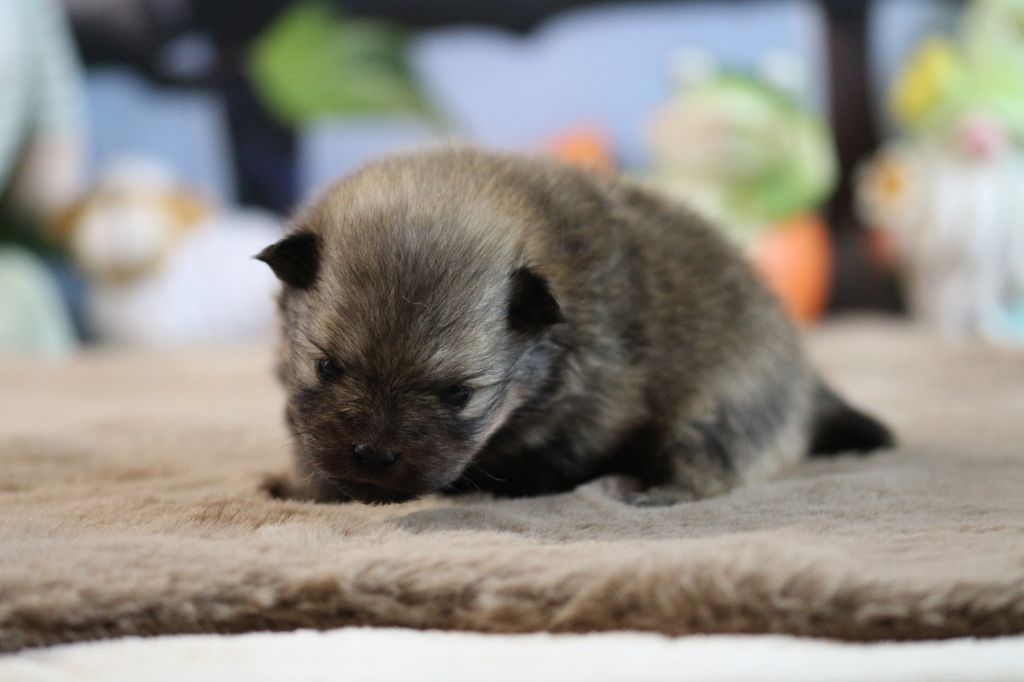 des Gardiens d'Hadès - Chiots disponibles - Spitz allemand