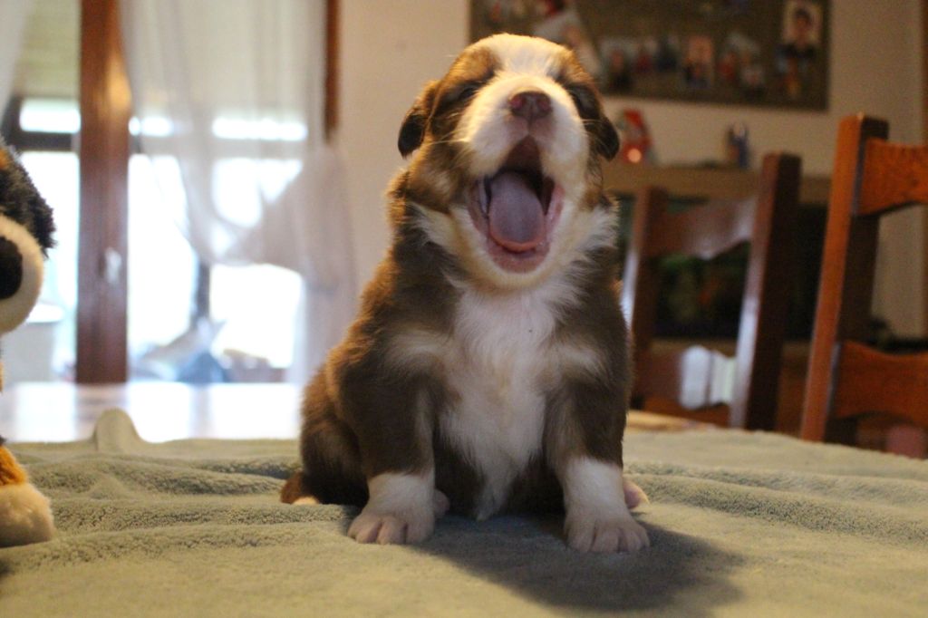 Chiot Berger Australien des Gardiens d'Hadès