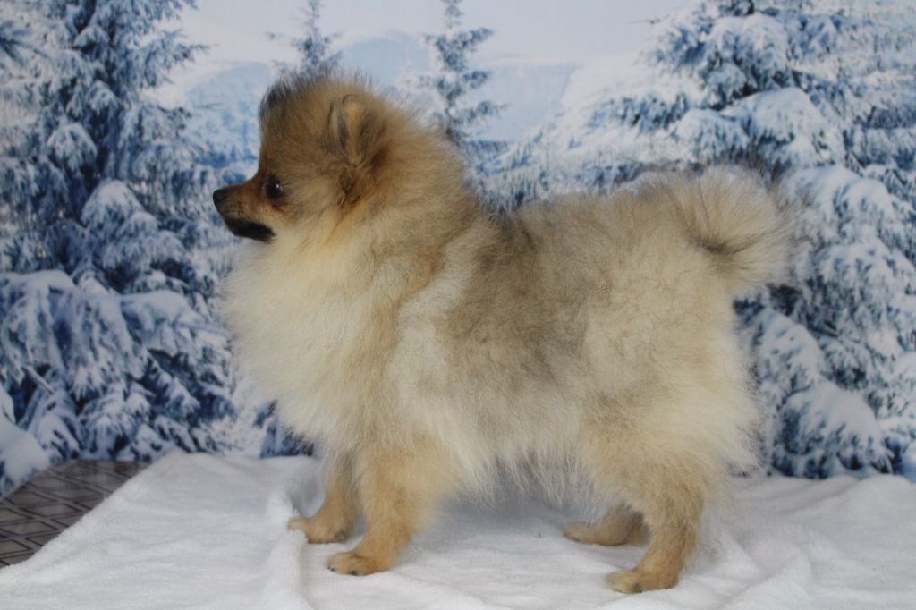 Chiot Spitz allemand des Gardiens d'Hadès