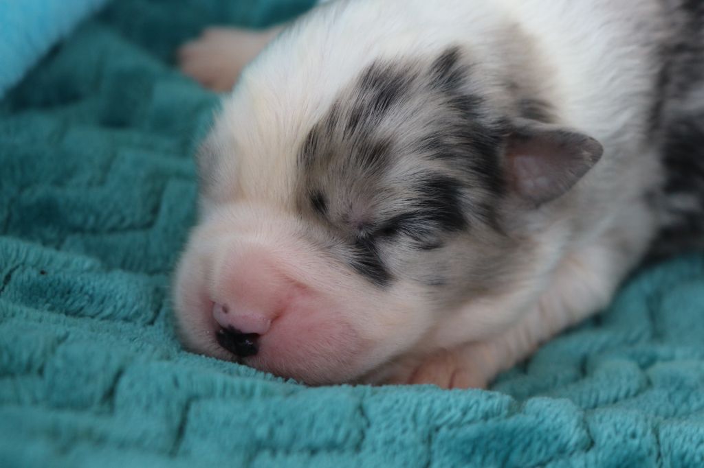 des Gardiens d'Hadès - Chiots disponibles - Berger Australien