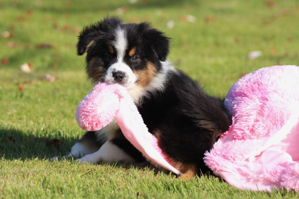 Chiot Berger Australien des Gardiens d'Hadès