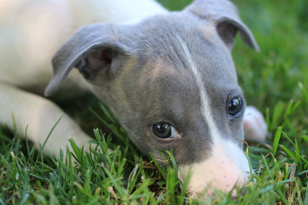 des Gardiens d'Hadès - Chiots disponibles - Whippet