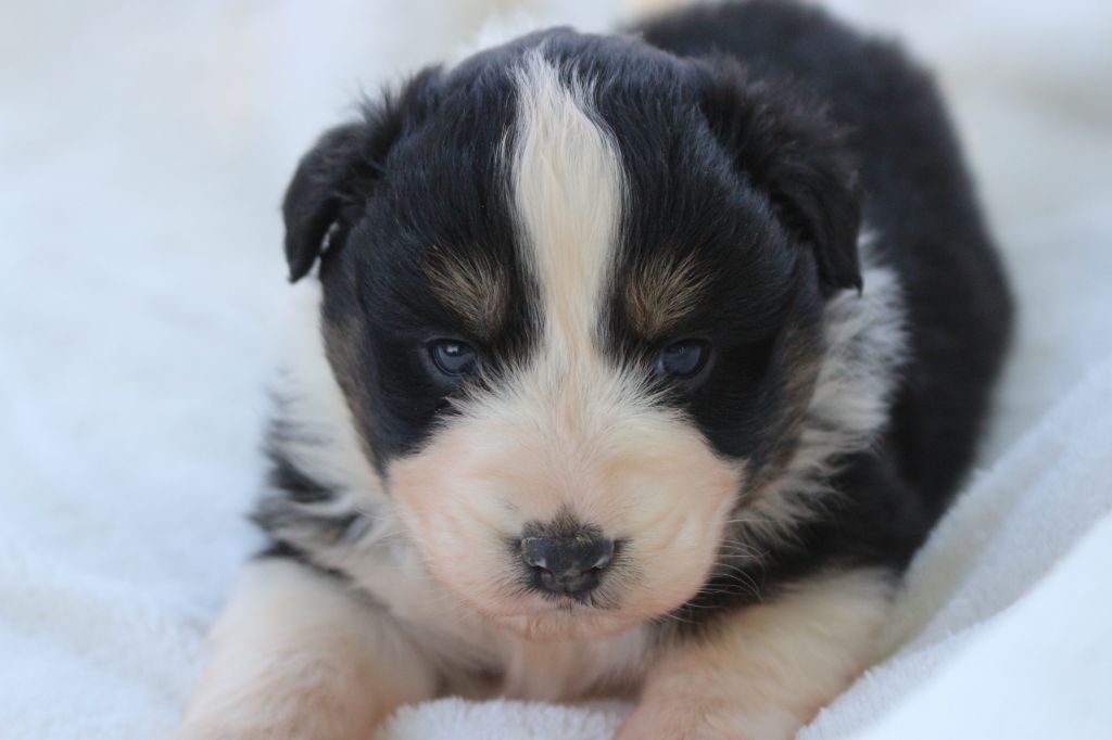 des Gardiens d'Hadès - Chiots disponibles - Berger Australien