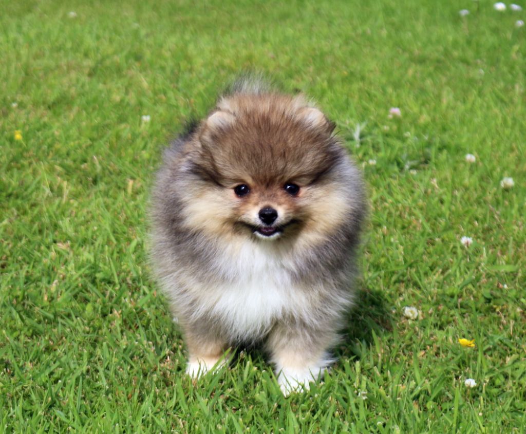 des Gardiens d'Hadès - Chiots disponibles - Spitz allemand
