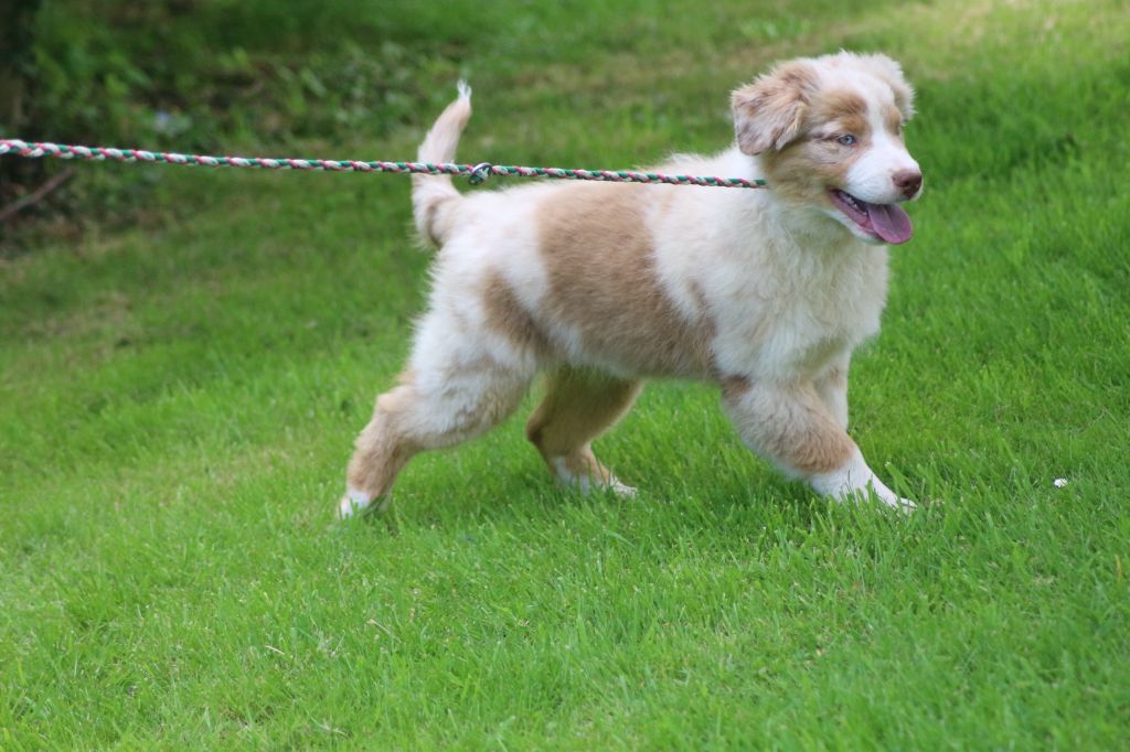 Chiot Berger Australien des Gardiens d'Hadès