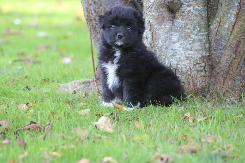Chiot Berger Australien des Gardiens d'Hadès