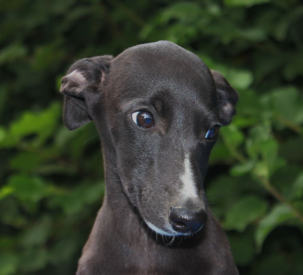 Chiot Whippet des Gardiens d'Hadès