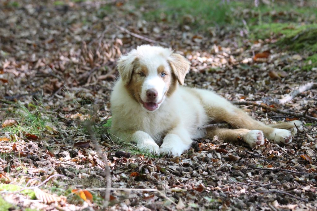 Chiot Berger Australien des Gardiens d'Hadès