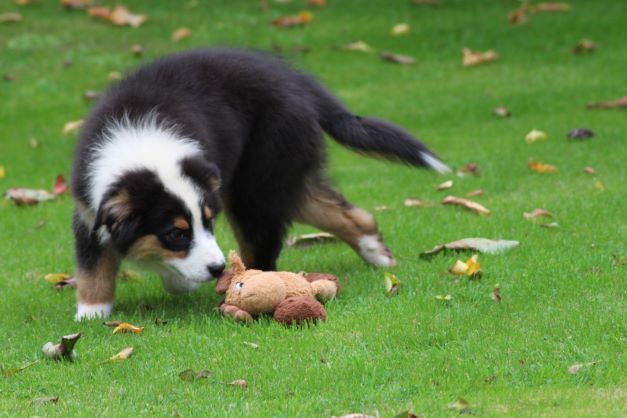 Chiot Berger Australien des Gardiens d'Hadès