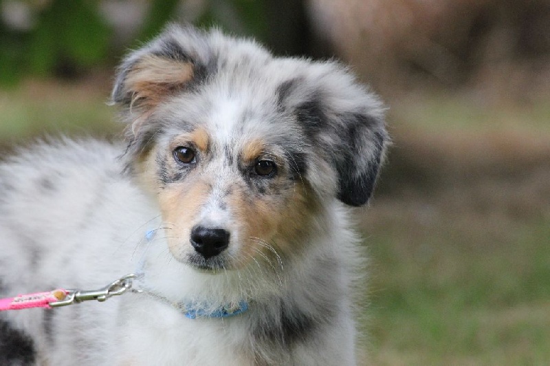 Chiot Berger Australien des Gardiens d'Hadès