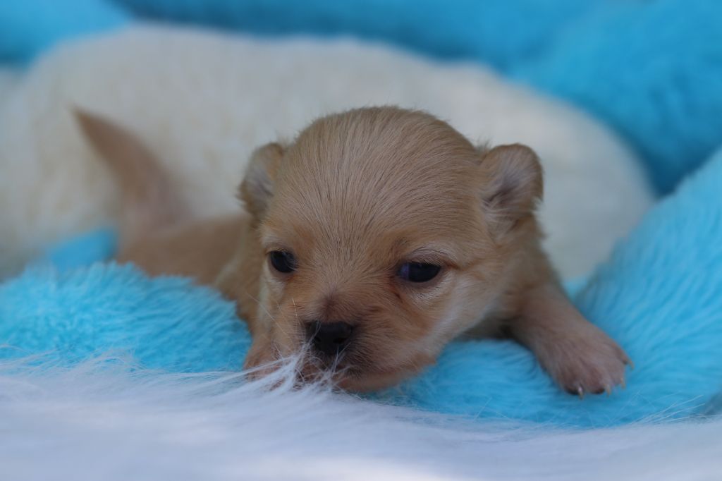 des Gardiens d'Hadès - Chiots disponibles - Spitz allemand