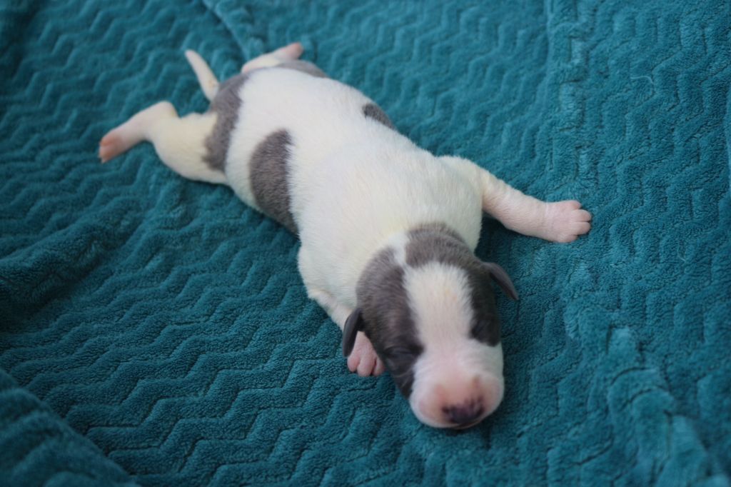 des Gardiens d'Hadès - Chiots disponibles - Whippet