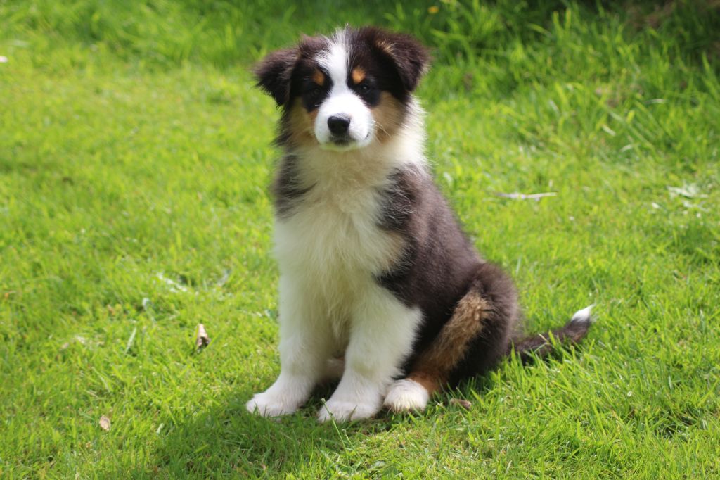 Chiot Berger Australien des Gardiens d'Hadès
