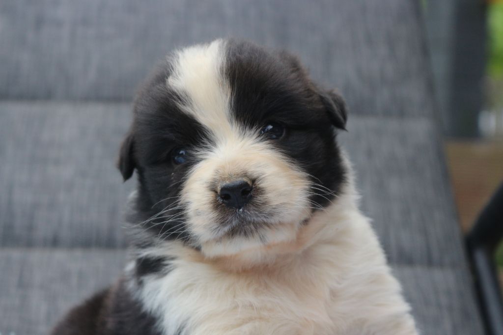 des Gardiens d'Hadès - Chiots disponibles - Berger Australien