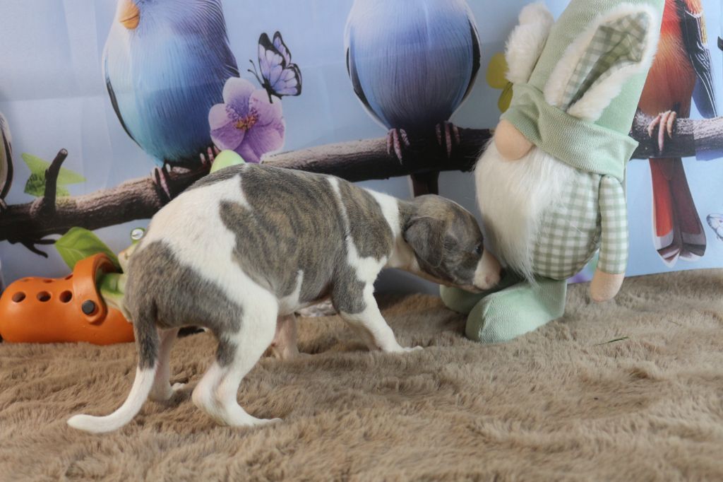 des Gardiens d'Hadès - Chiots disponibles - Whippet