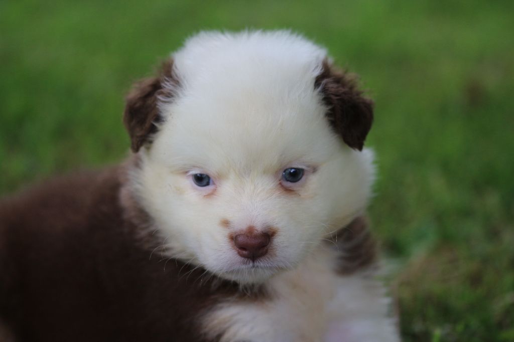 des Gardiens d'Hadès - Chiots disponibles - Berger Australien