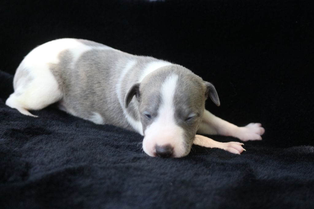 des Gardiens d'Hadès - Chiots disponibles - Whippet