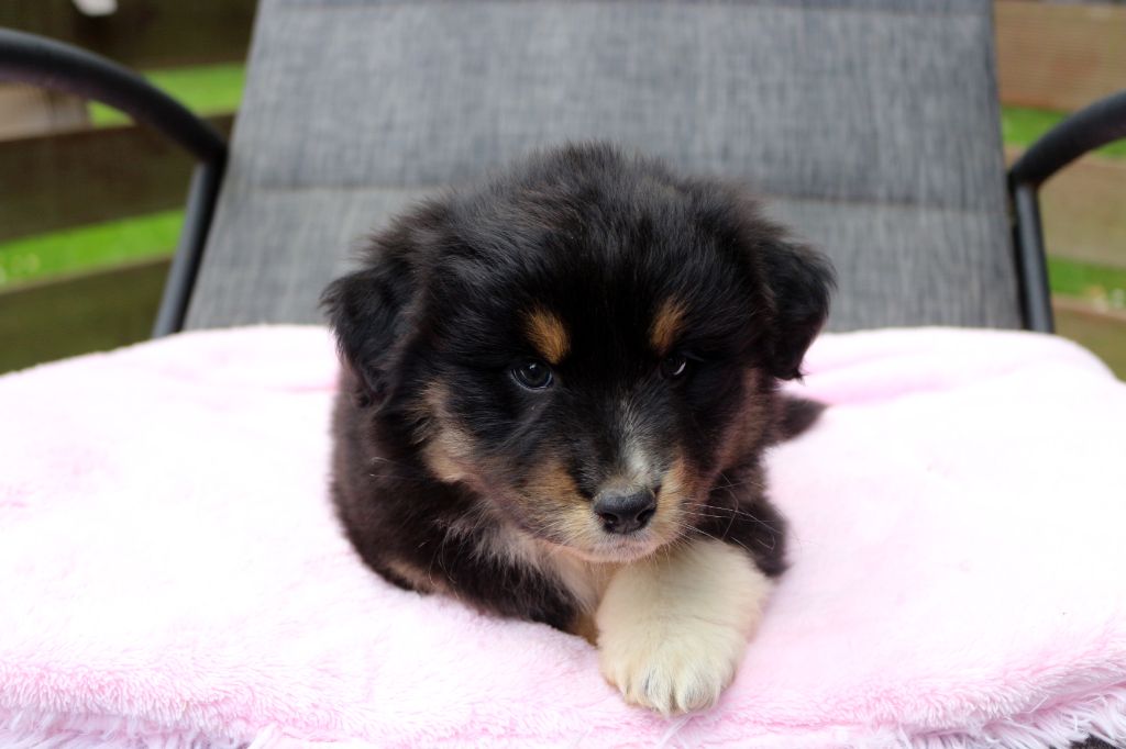 des Gardiens d'Hadès - Chiots disponibles - Berger Australien