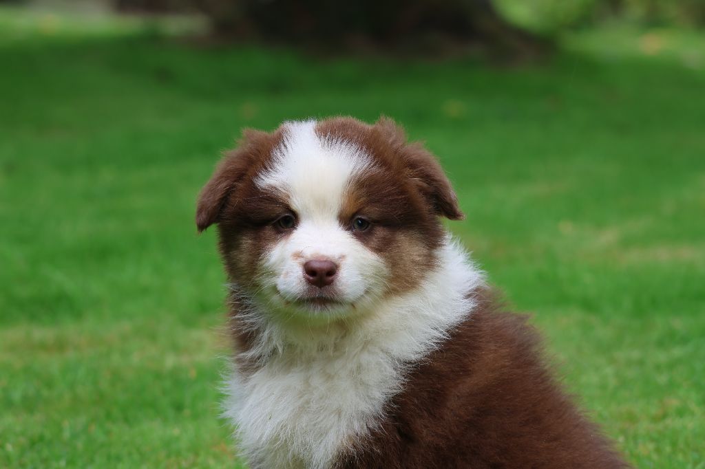 des Gardiens d'Hadès - Chiots disponibles - Berger Australien