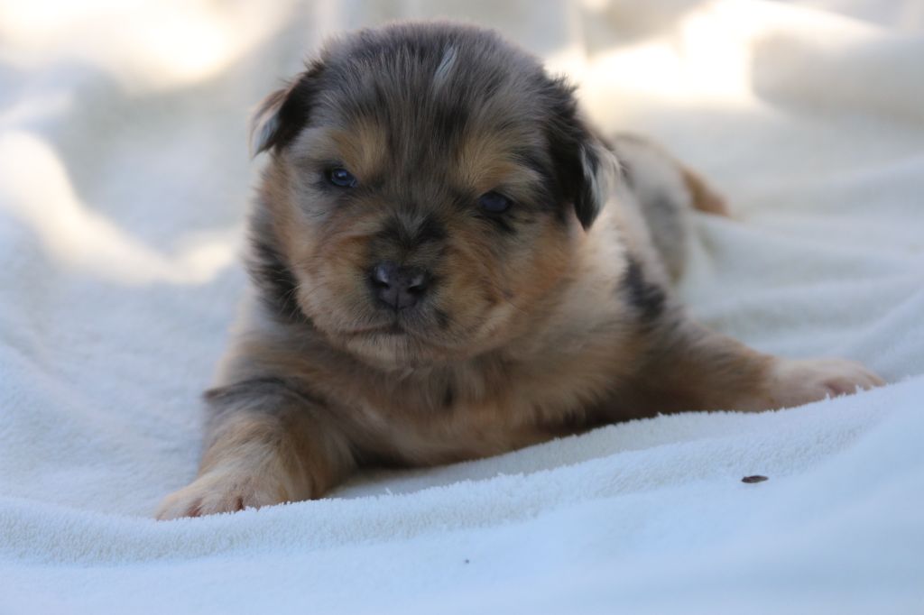 des Gardiens d'Hadès - Chiots disponibles - Berger Australien