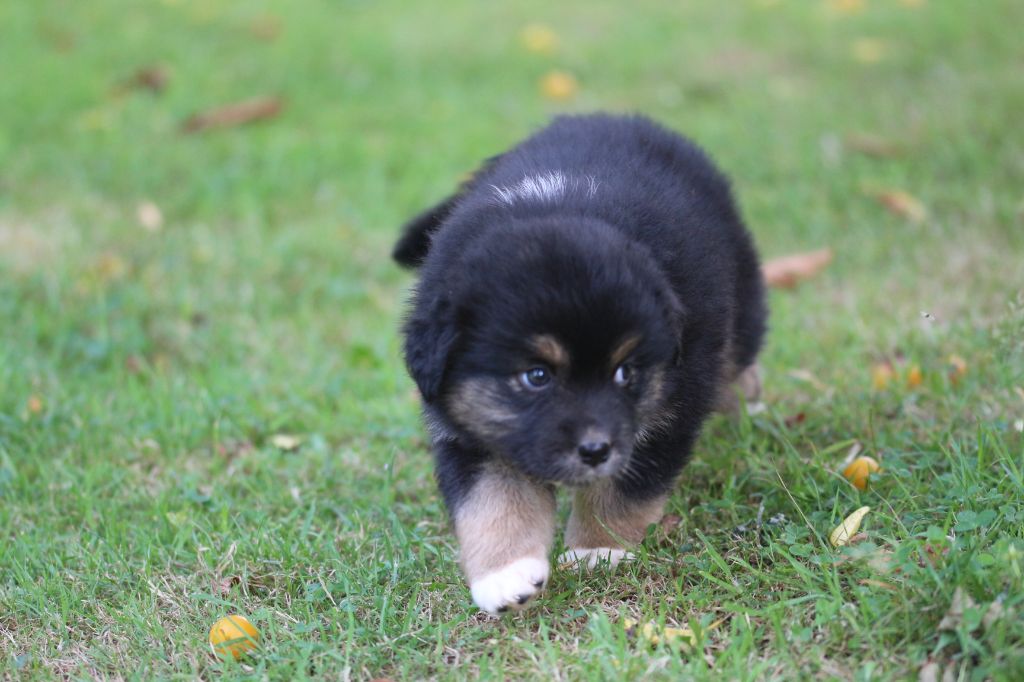 des Gardiens d'Hadès - Chiots disponibles - Berger Australien