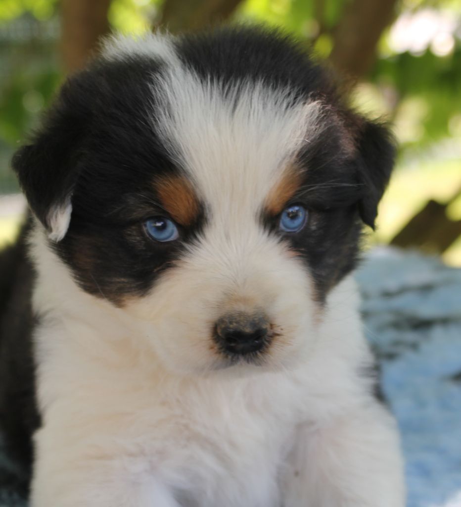 Chiot Berger Australien des Gardiens d'Hadès