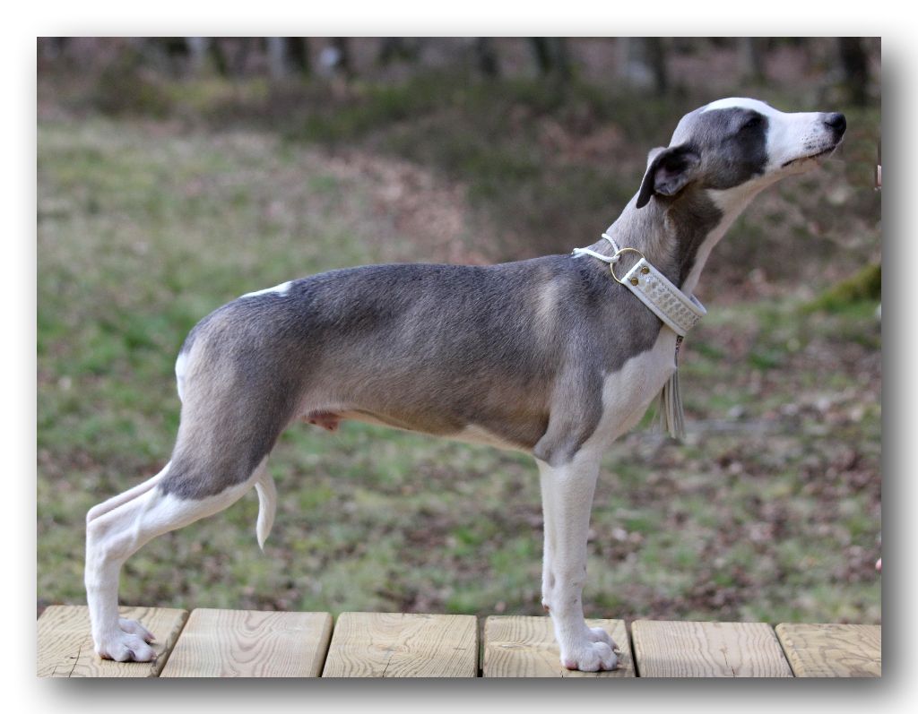 Chiot Whippet des Gardiens d'Hadès