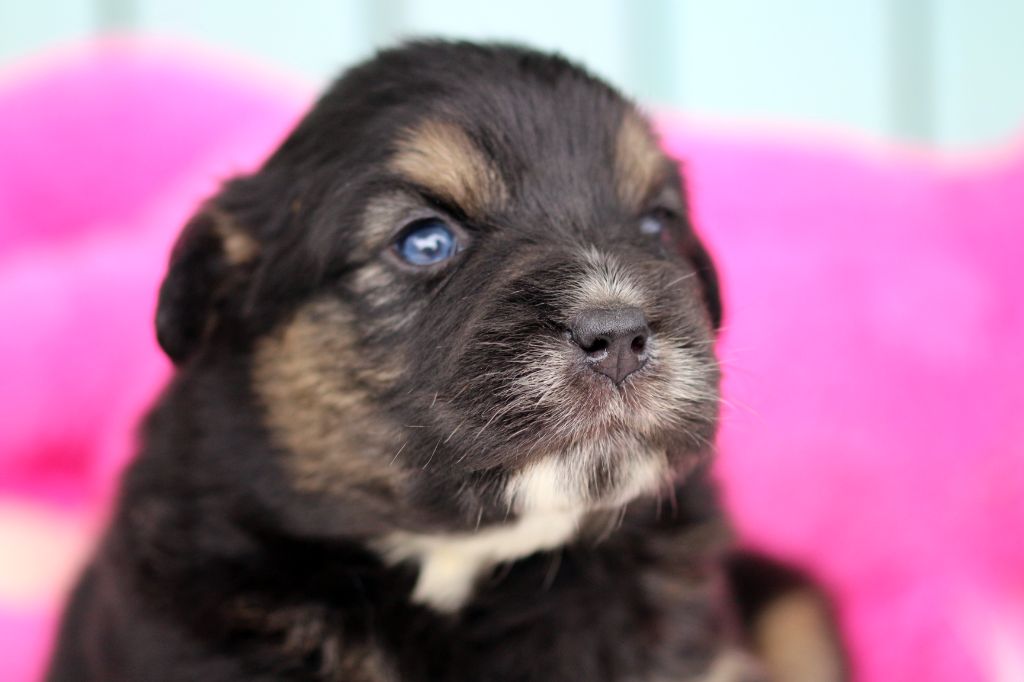 des Gardiens d'Hadès - Chiots disponibles - Berger Australien