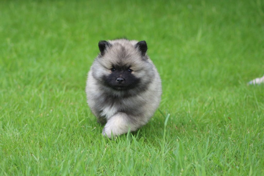 des Gardiens d'Hadès - Chiots disponibles - Spitz allemand