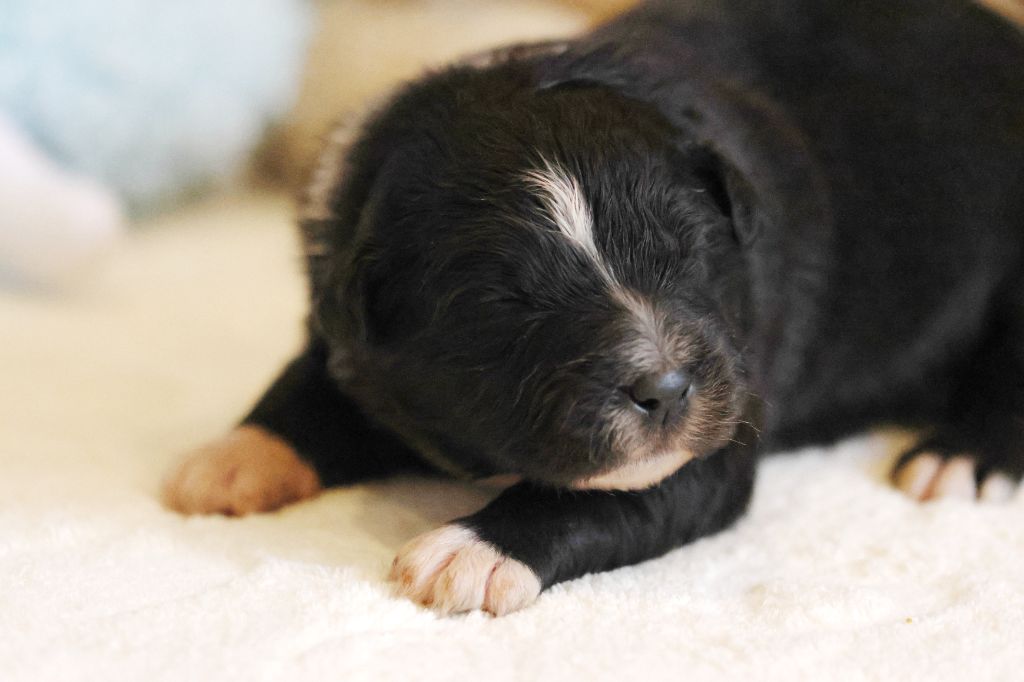 des Gardiens d'Hadès - Chiots disponibles - Berger Australien