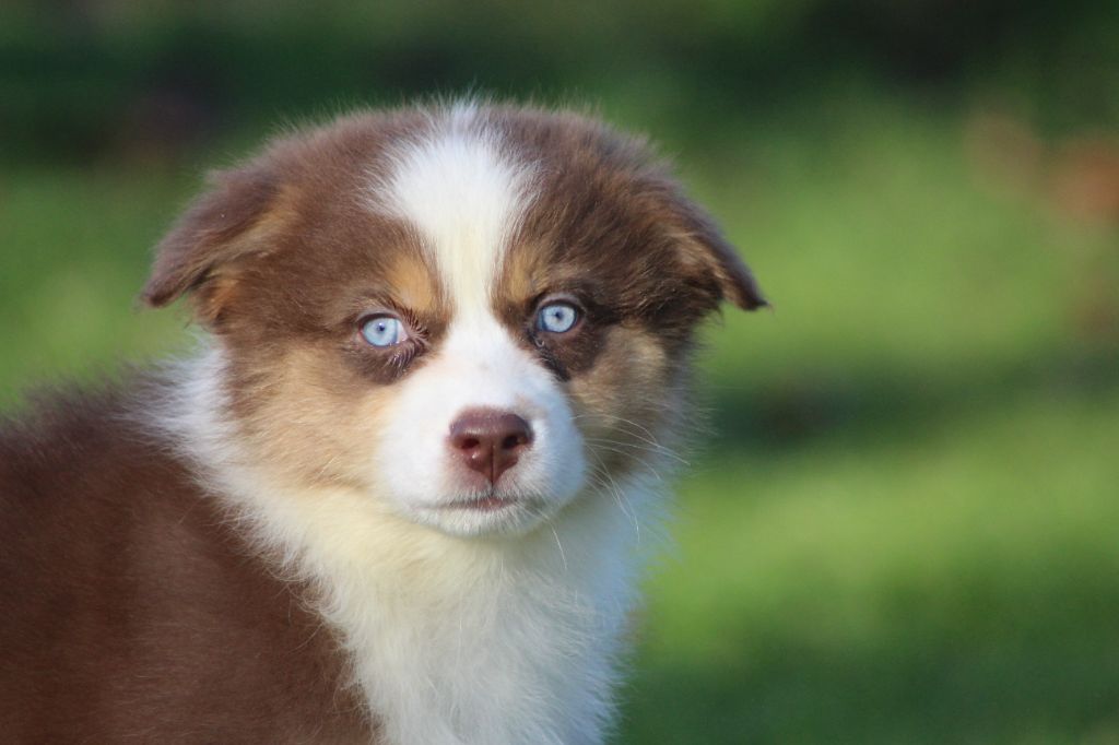 Chiot Berger Australien des Gardiens d'Hadès