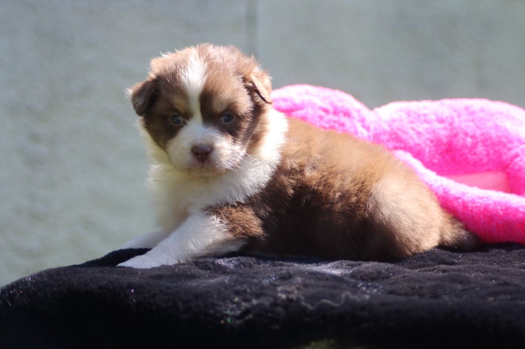 des Gardiens d'Hadès - Chiots disponibles - Berger Australien