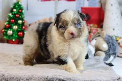 A KIND OF MAGIC BLUE