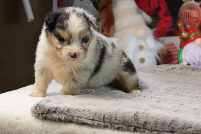 A KIND OF MAGIC BELLA