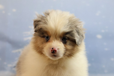 A KIND OF MAGIC ARES