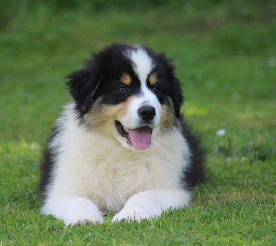 TANGERINE DREAM "RIO" des gardiens d'hadès
