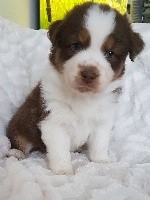 CHIOT