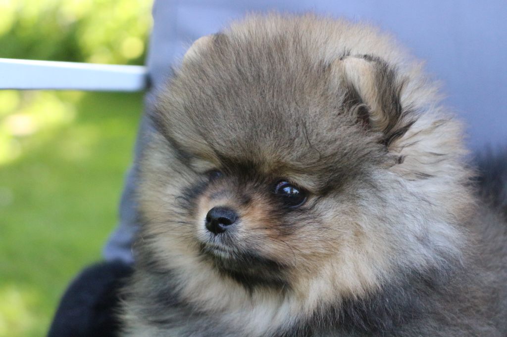 des Gardiens d'Hadès - Chiots disponibles - Spitz allemand