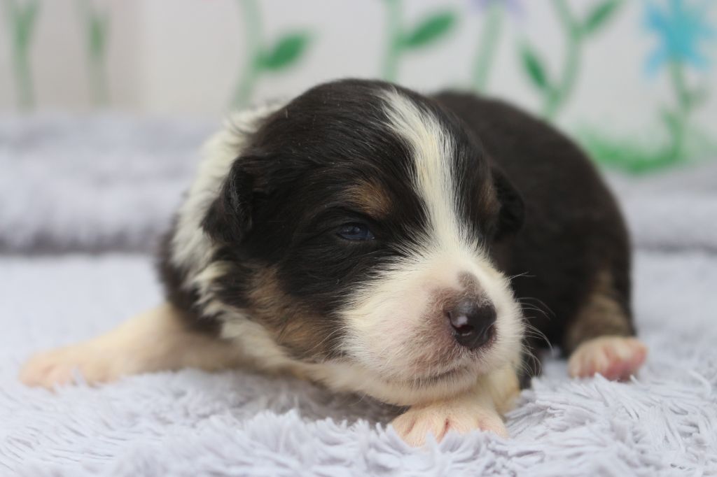 des Gardiens d'Hadès - Chiots disponibles - Berger Australien