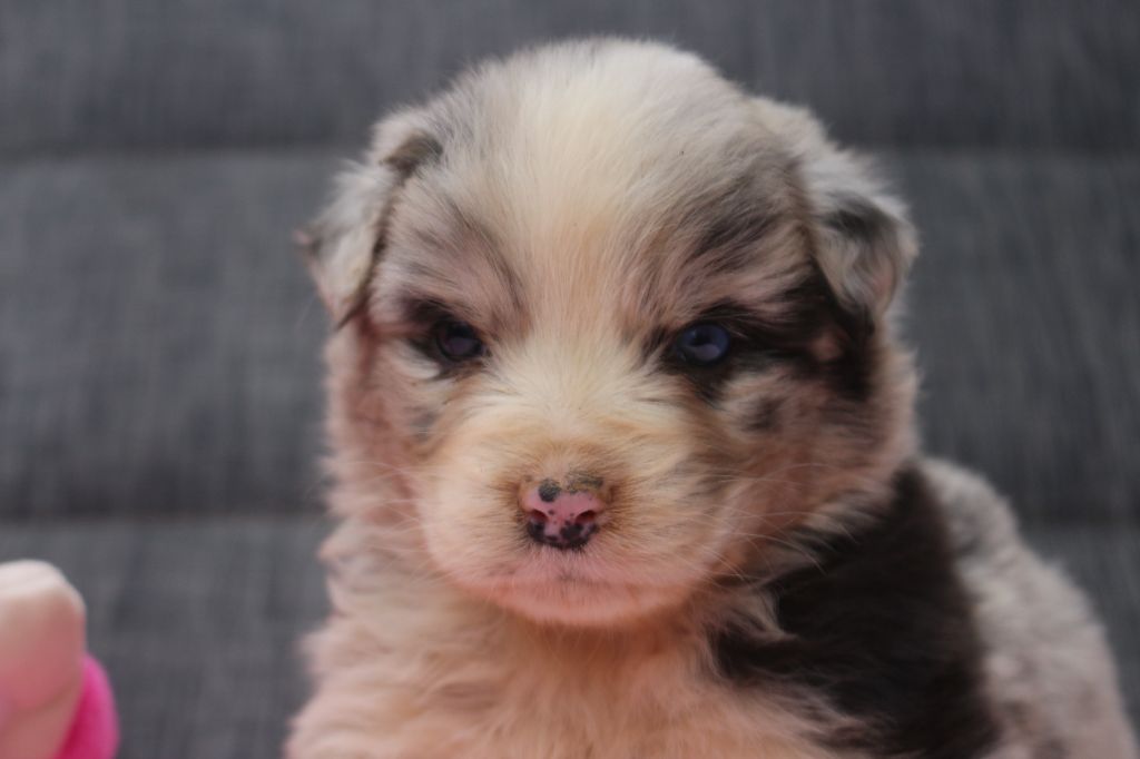 des Gardiens d'Hadès - Chiots disponibles - Berger Australien