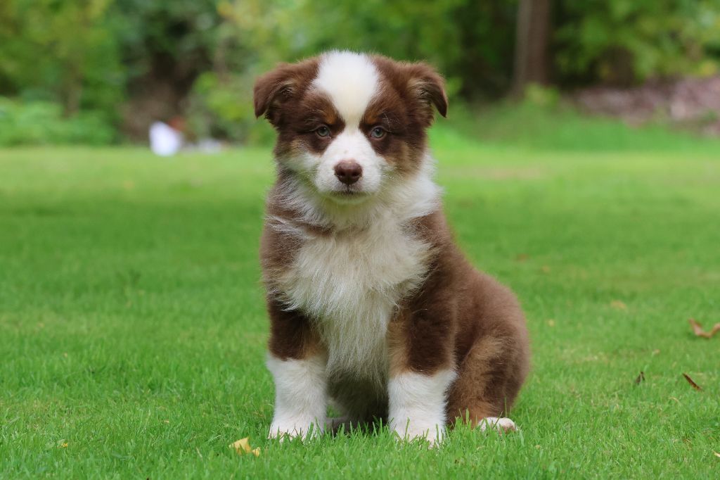 des Gardiens d'Hadès - Chiots disponibles - Berger Australien