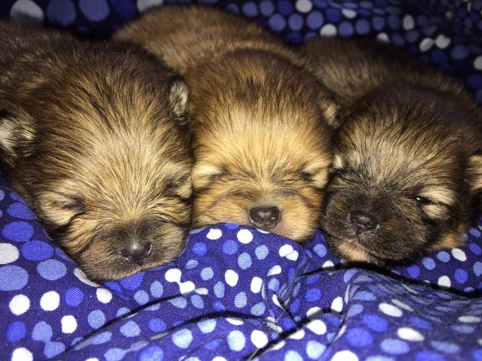 Chiot Spitz allemand des Gardiens d'Hadès