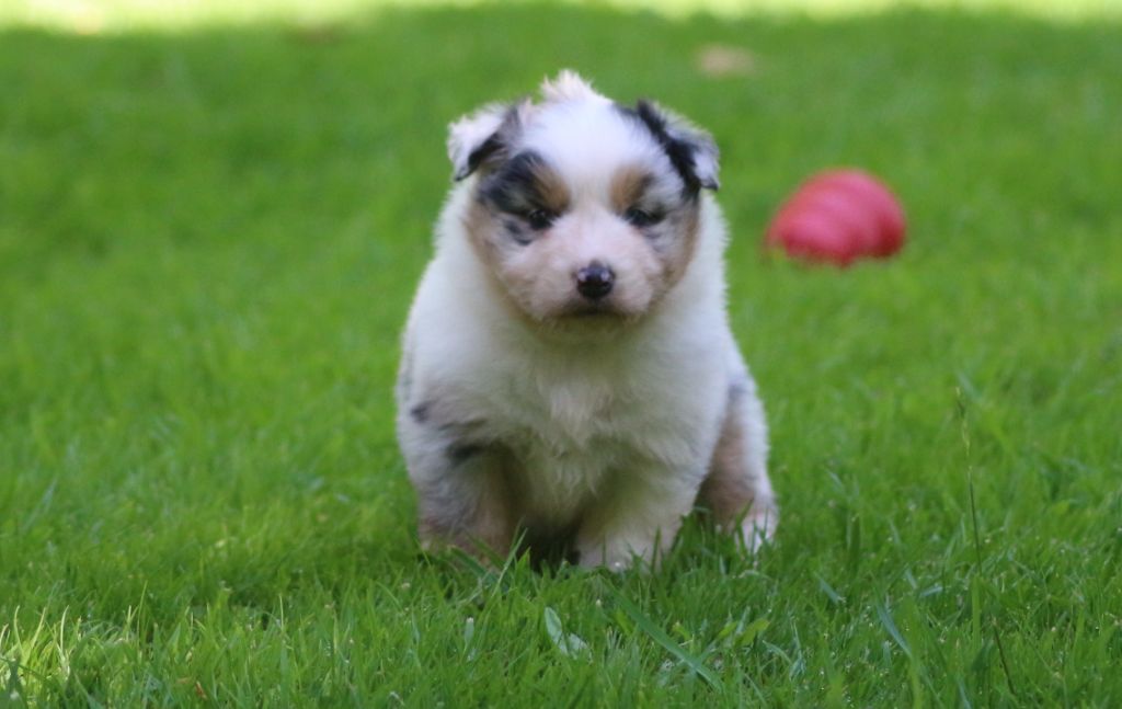 des Gardiens d'Hadès - Chiots disponibles - Berger Australien