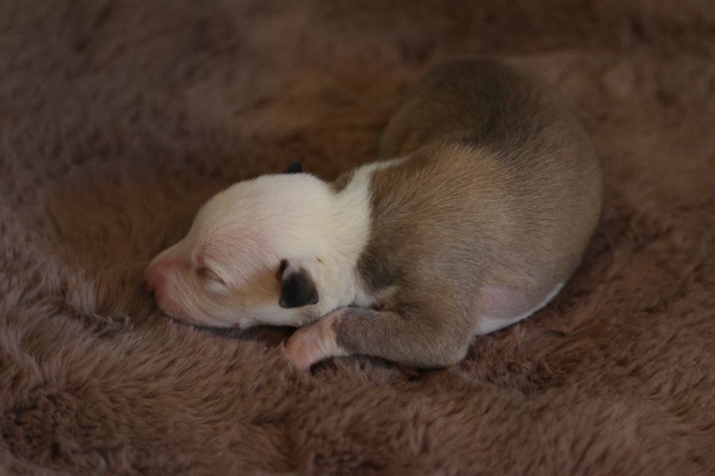 des Gardiens d'Hadès - Chiots disponibles - Whippet