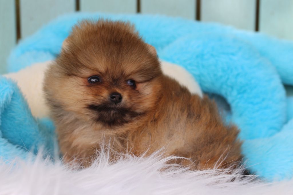 des Gardiens d'Hadès - Chiots disponibles - Spitz allemand