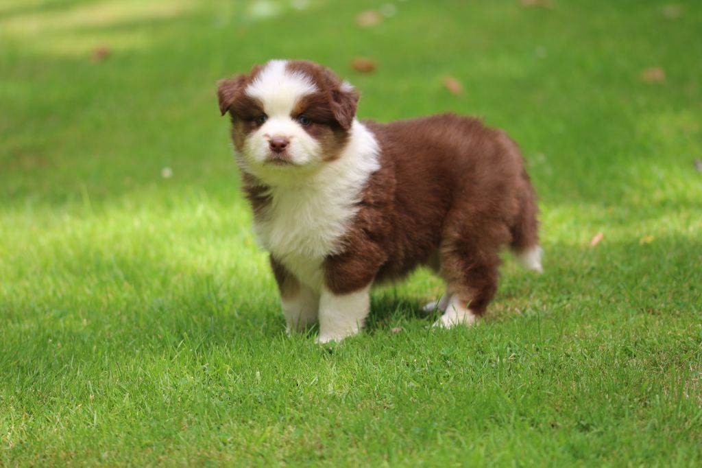 des Gardiens d'Hadès - Chiots disponibles - Berger Australien