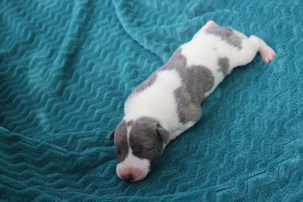 des Gardiens d'Hadès - Chiots disponibles - Whippet