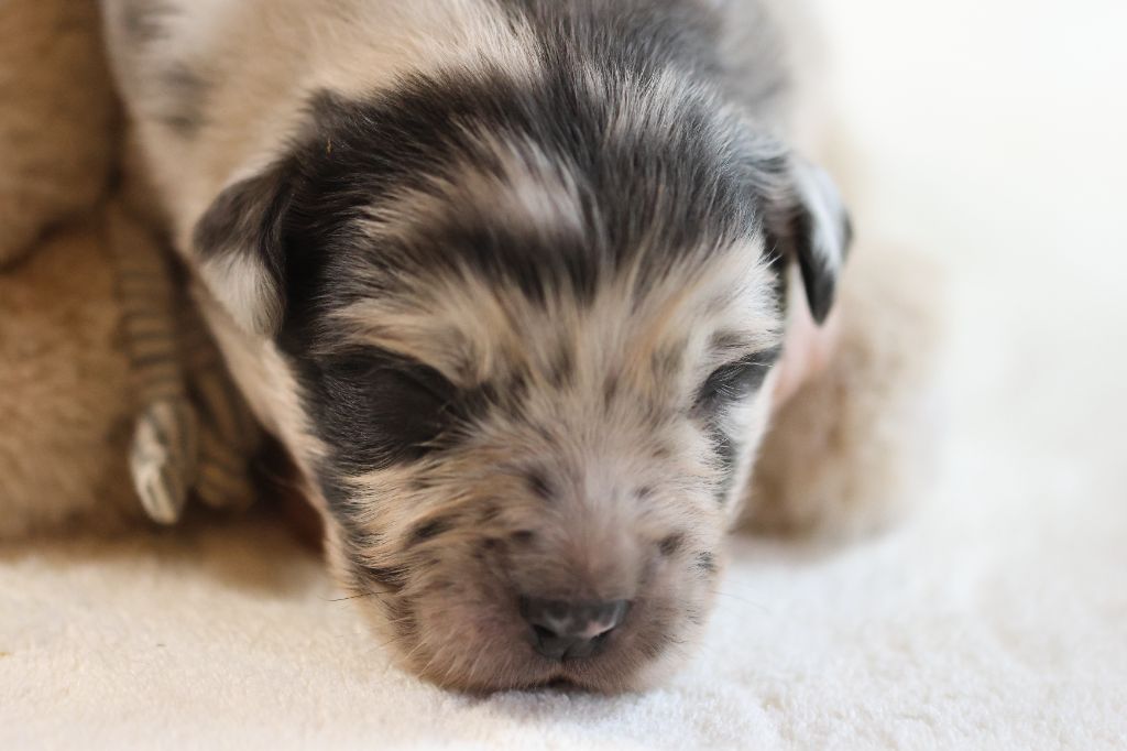 des Gardiens d'Hadès - Chiots disponibles - Berger Australien